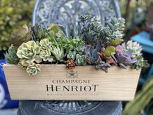 Succulent Arrangement Starter Kit with 25+ Assorted Cuttings in Wine Box | Indoor & Outdoor Varieties