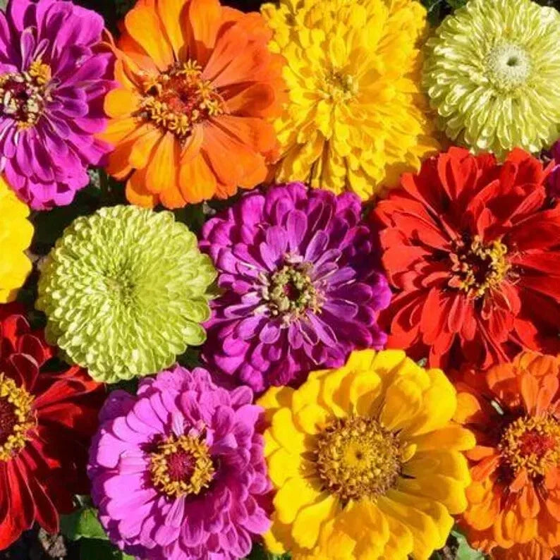 Organic Painted Wagon Zinnia Seeds Mix - Colorful Garden Flowers, Zinnia elegans, Non-GMO, Attracts Pollinators, USA Grown