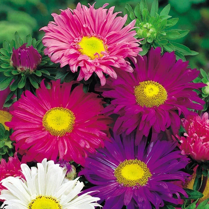 Aster Seeds - 200+ Single China Mix Flower Seeds for Garden, Borders & Containers - Aster sinensis, Vibrant Colors, USA Seller