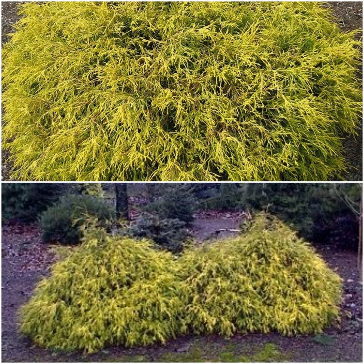 Golden Mop False Cypress Live Plant 6+ Inches Chamaecyparis pisifera ‘Golden Mop’ Evergreen Low Maintenance Garden Shrub