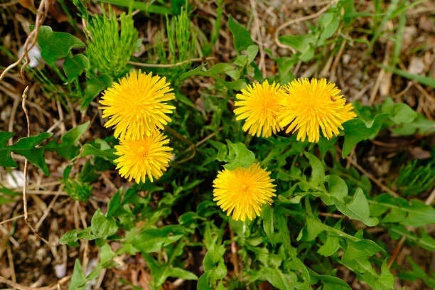 Dandelion Seeds Bulk - 2500 Perennial Yellow Flower Seeds - Taraxacum officinale for Garden, Pollinator Attractant, Eco-Friendly