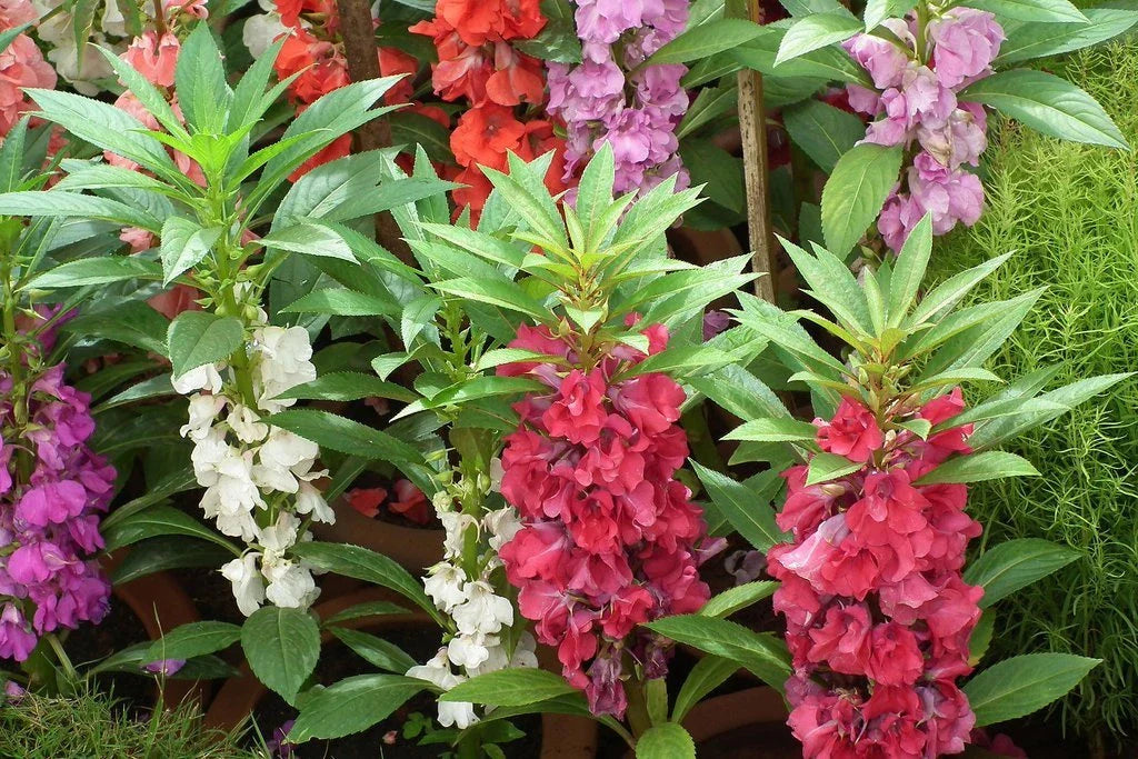Balsam Wildflower Seeds Mix - Touch Me Not, Impatiens Balsamina - Colorful Flowering Garden Variety - Non-GMO