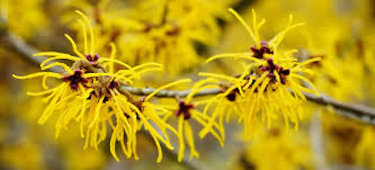 Witch Hazel Shrub 12-18in Bare Root Live Plant - Hamamelis virginiana Deciduous Flowering Shrub