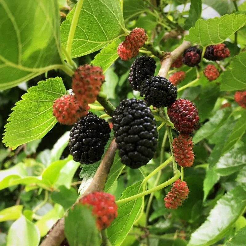 Live Mulberry Tree Plant | Well-Rooted 1 Year Old | Morus nigra | Free Shipping USA Seller
