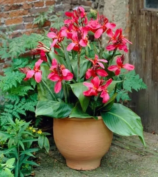 Canna Lily Bulbs Value Bag - Pink & Yellow Flowers - Canna indica