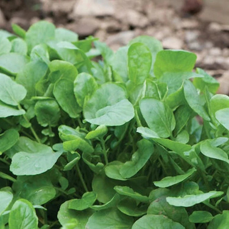 Upland Cress Seeds 4000 Count Non-GMO Heirloom Barbarea verna for Organic Gardening, Salad Greens, Edible Greens