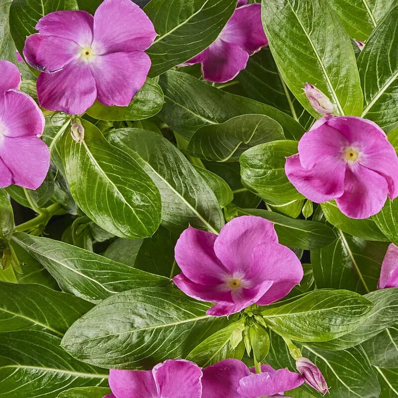 Vinca Sunsplash Orchid GL Seeds - 500 Count - Catharanthus roseus