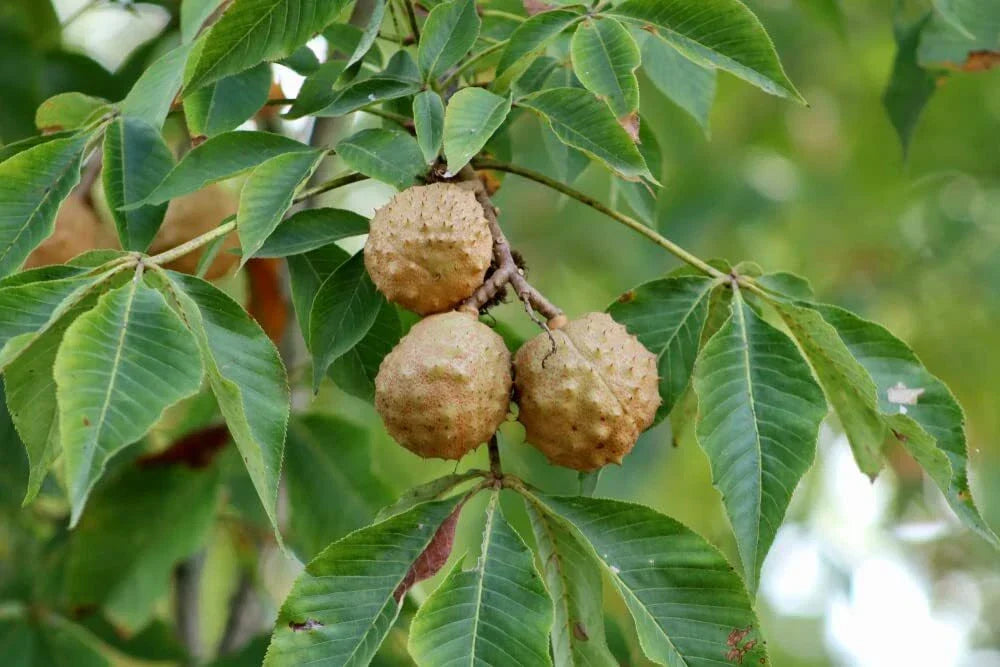 Buckeye Tree Seeds for Planting - 2 Aesculus glabra Seeds, Ohio State Tree