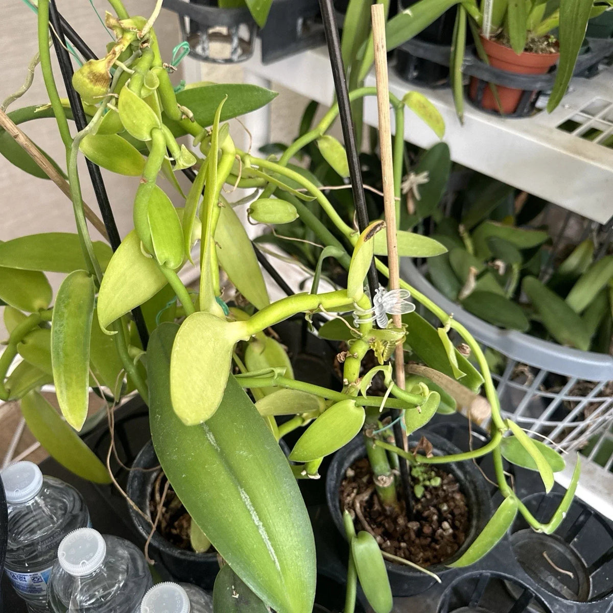 Vanilla Bean Orchid Cutting - 10" Fresh Vanilla Planifolia Climbing Vine for Indoor & Outdoor Growing