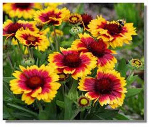 Arizona Sun Blanket Flower Seeds - Pack of 100, Bright Large Blooms, Gaillardia pulchella, Drought-Tolerant Annual for Borders & Containers