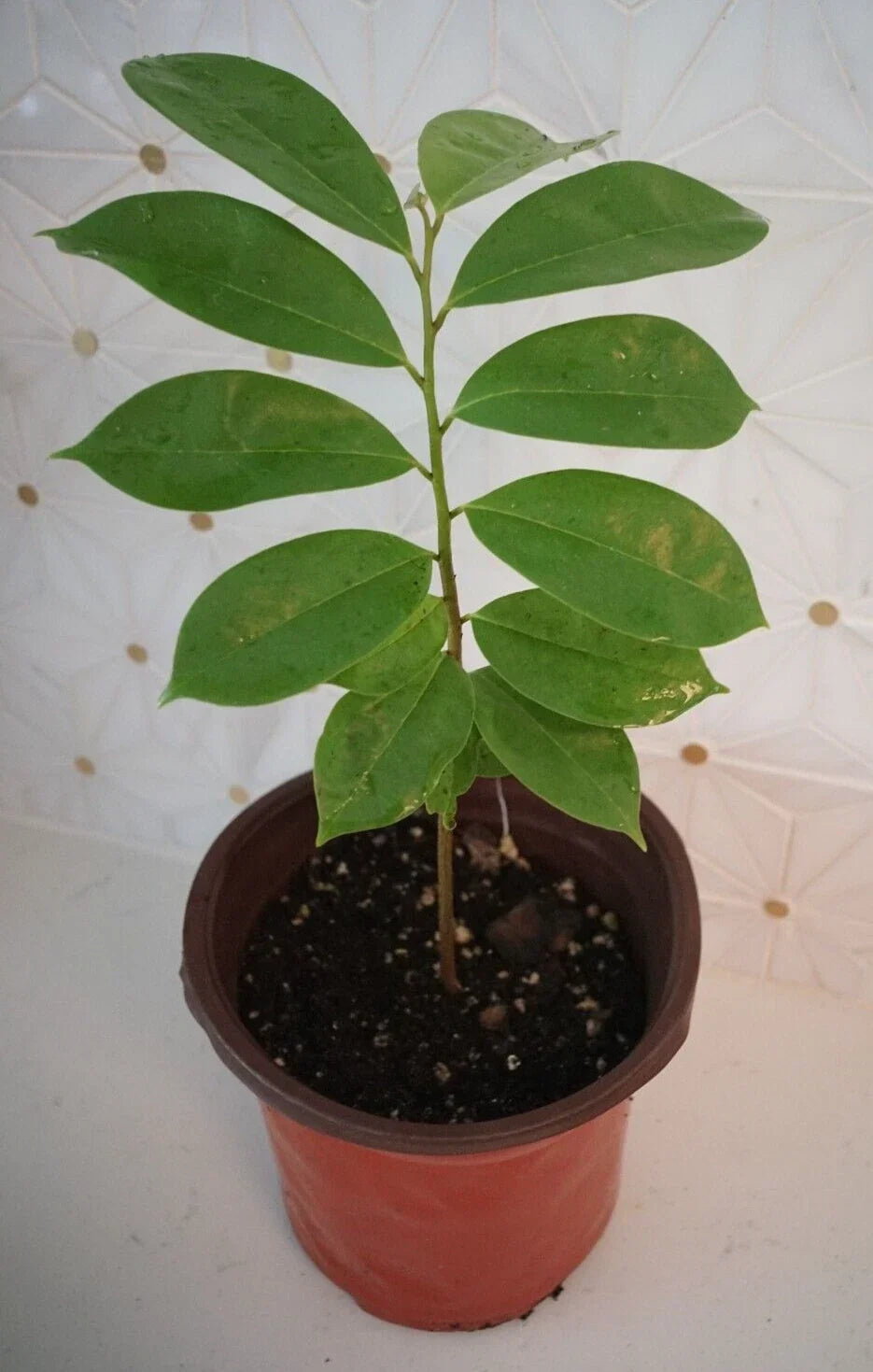 Soursop Tree Potted Plant 5" Annona muricata Tropical Fruit Tree for Garden or Patio