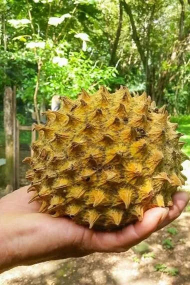 Soncoya Fruit Tree Seeds - Annona purpurea - Tropical Garden Seeds - 5 Pack