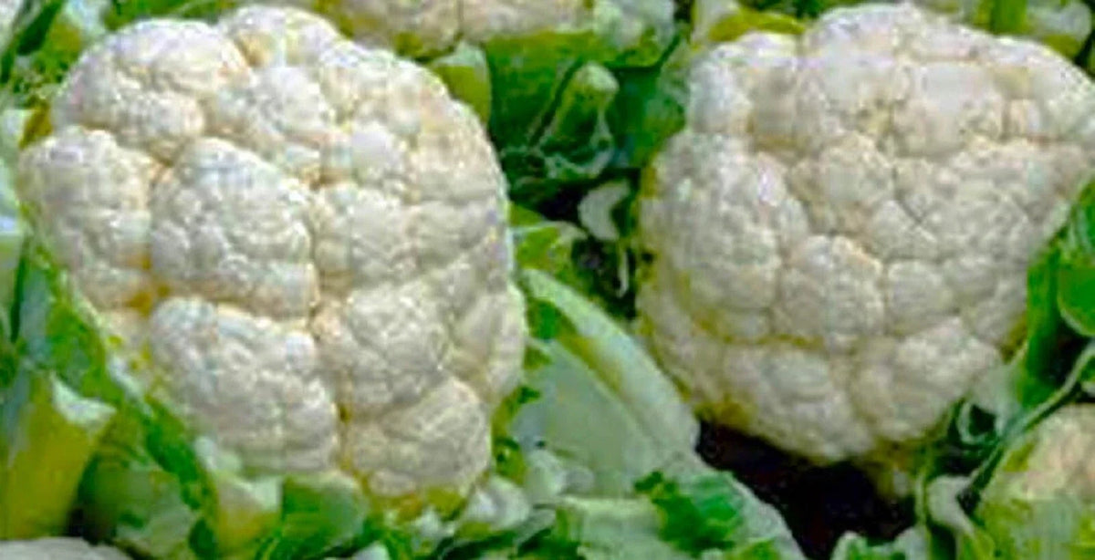 Snowball Y Improved Cauliflower Seeds - Non-GMO Brassica oleracea for Home Garden, Large White Heads, Pack of 200+ Seeds