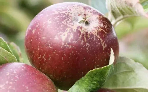 Dabinett Apple Seeds - 25+ Pack Malus domestica for Garden Planting USA