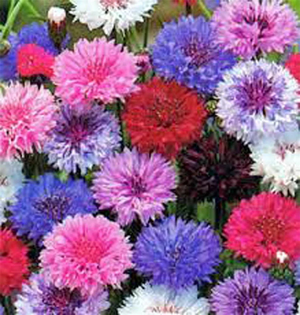Dwarf Polka Dot Mix Bachelor Button Seeds - 500 Seeds - Colorful Annual Flowers (Centaurea cyanus)