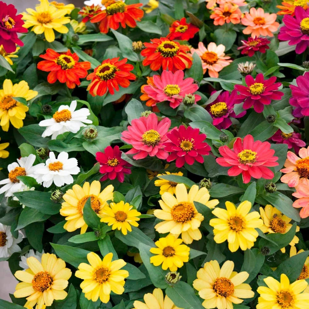Zinnia Seeds - 100+ Profusion Mix - Colorful Garden Flowers - Zinnia elegans - USA - Free Shipping