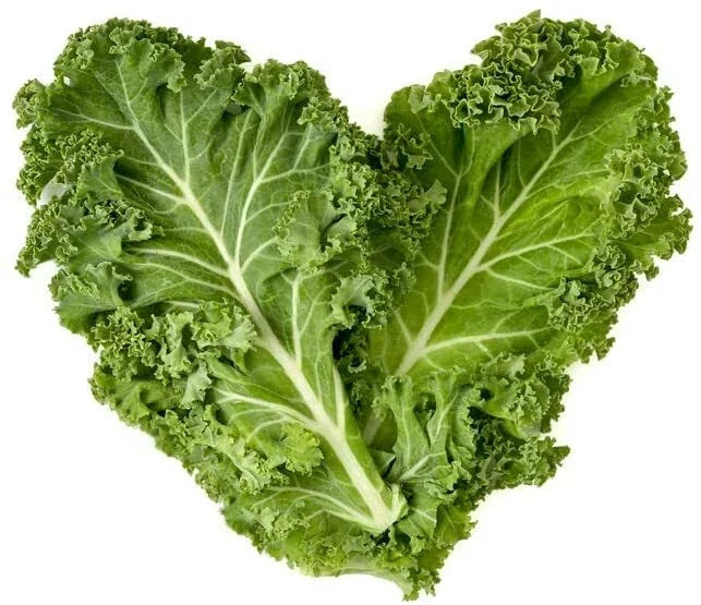 Dwarf Blue Curled Kale Seeds | 300+ Non-GMO Heirloom Brassica oleracea var. sabellica