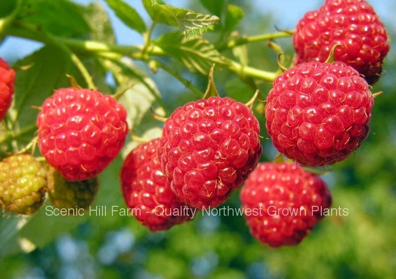 Heritage Everbearing Raspberry Bare Root Plants - Rubus idaeus Variety, Organic, Edible Garden Fruit