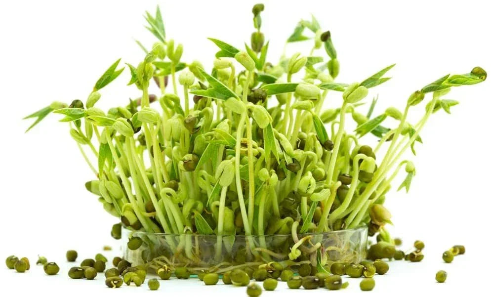 Mung Bean Sprout Seeds - 100 Count - Vigna radiata - Easy Indoor Sprouting