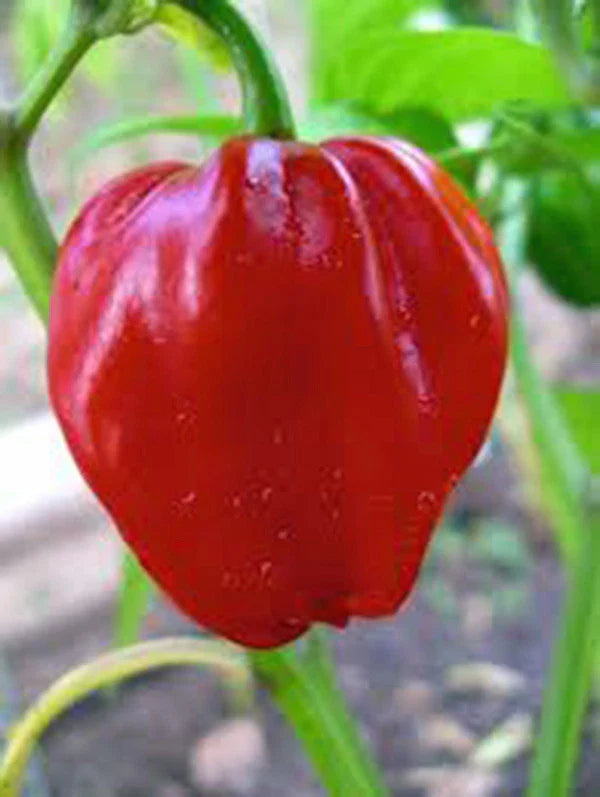 Habanero Chile Pepper Seeds, Heirloom Variety, 20+ Seeds, Spicy Flavor for Fresh and Cooked Dishes, Capsicum chinense