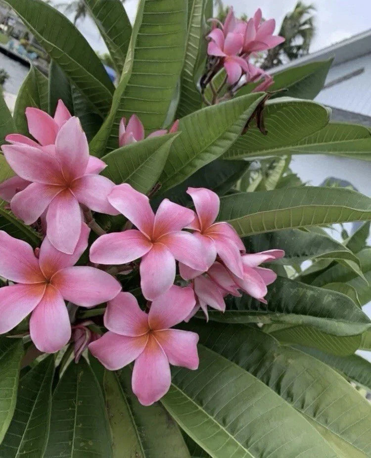 Rooted Pink Hawaiian Plumeria Plant 8-12” | Frangipani | Tropical Flowering Plant | Florida Grown