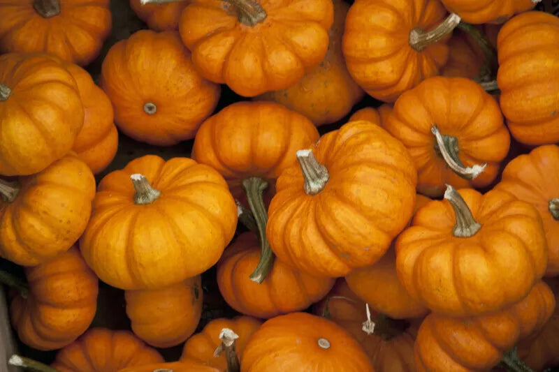 Jack Be Little Pumpkin Seeds - Miniature Non-GMO Cucurbita pepo for Decorative & Cooking Use, 15+ Seeds