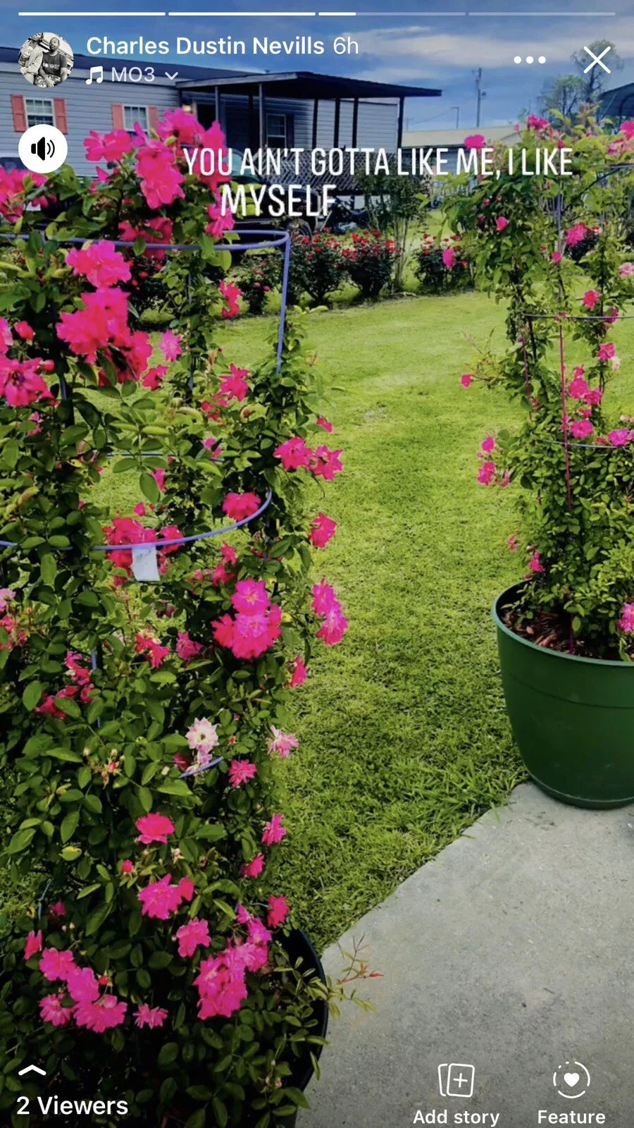 Peggy Martin Rose Cuttings - 10 Inch - (Rosa 'Peggy Martin') - 6 Pack of Healthy Rose Plant Clippings