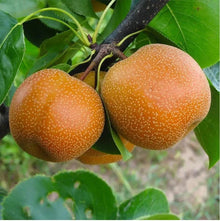 Sand Pear Fruit Tree Seeds - Sweet Edible Variety - Japanese Chinese Korean - Pyrus pyrifolia