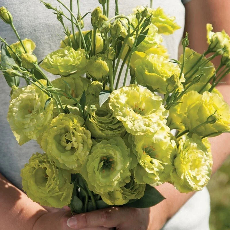 Lisianthus Plug Plant - Green Well-Rooted Starter for Cut Flower Gardens - Eustoma grandiflorum