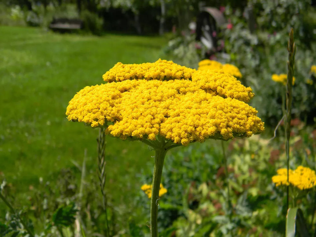 Yarrow Seeds - Bulk Pack of 690 Achillea millefolium 'Gold' Perennial Yellow Flower Seeds for Garden Borders & Pollinator Attracting