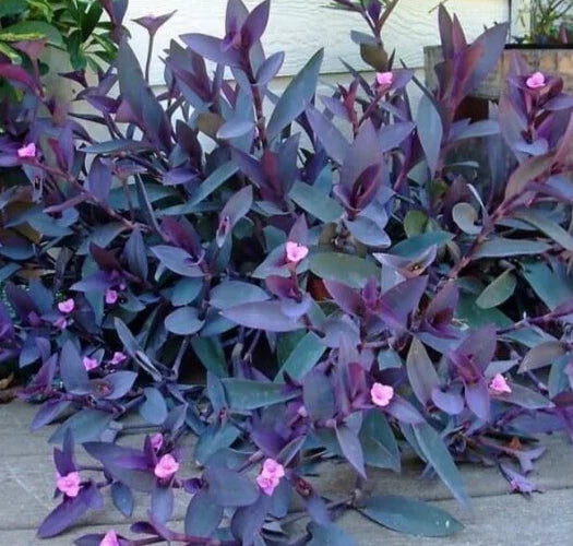 Purple Heart Wandering Jew Cuttings - 5 Pieces (6 Inches) - Tradescantia with No Roots