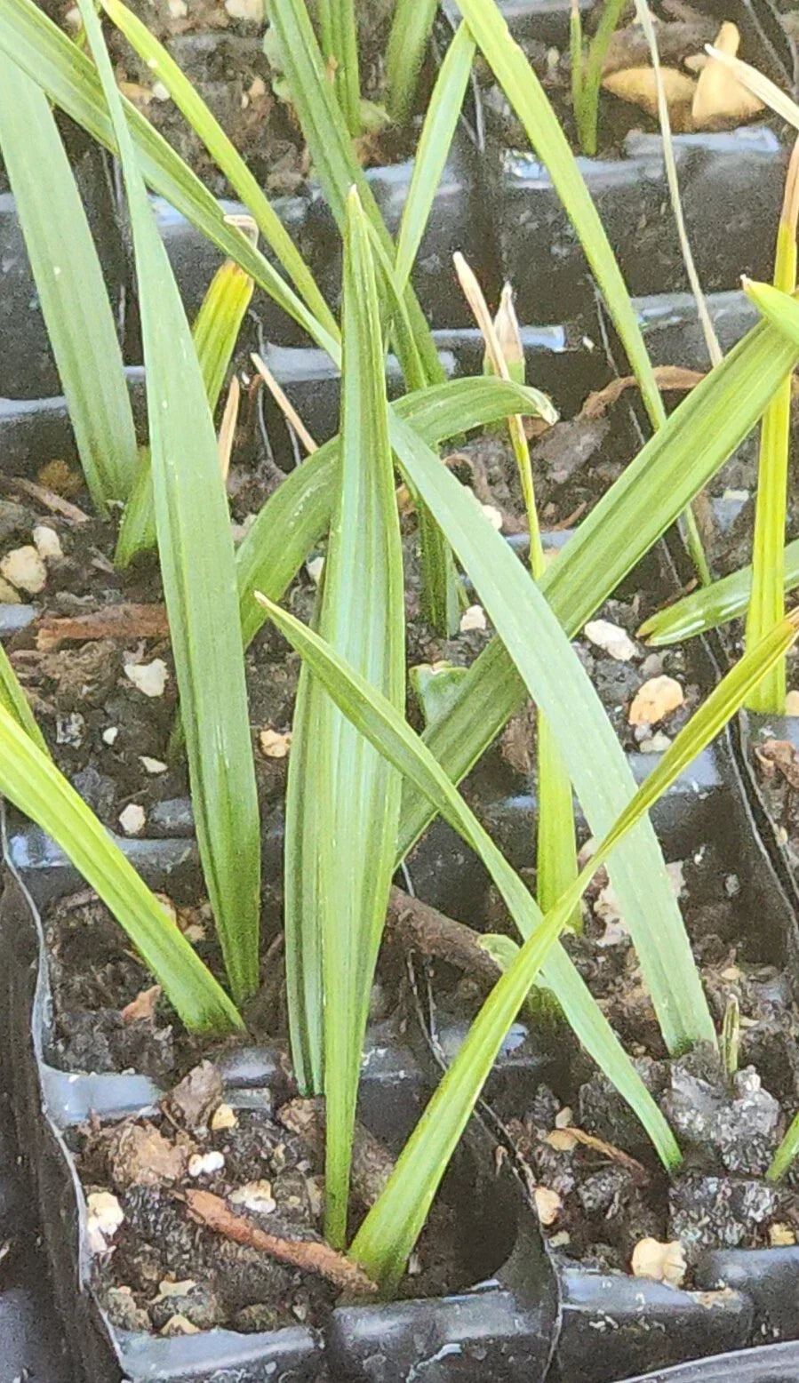 Sabal Palm Tree Sapling - 2+ Year Old Cabbage Palm, Texas Sabal, Non-Bare Root