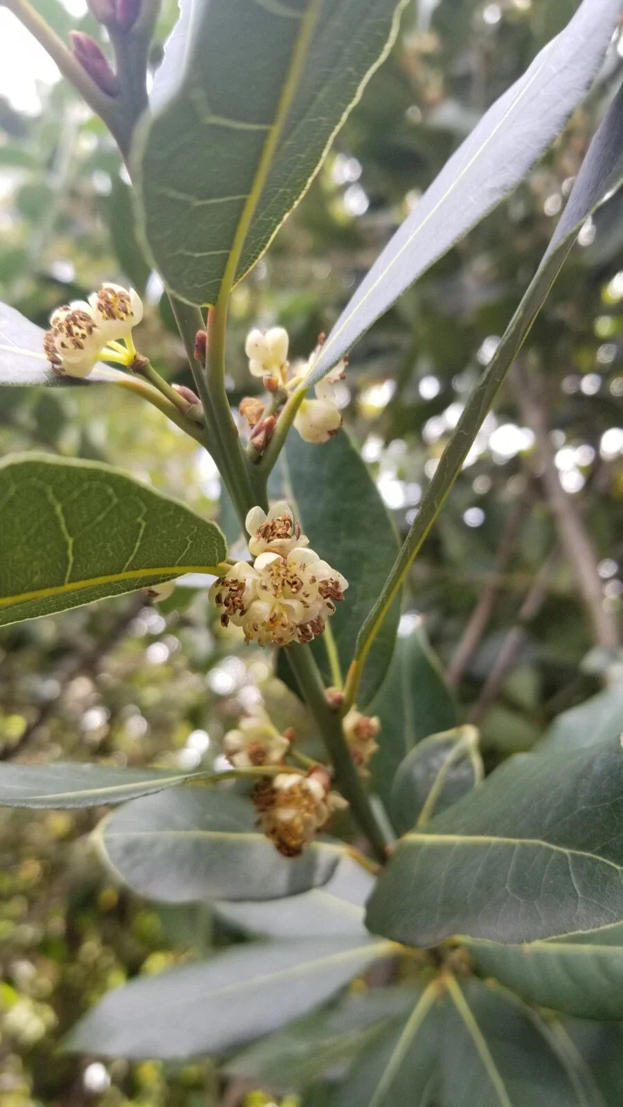Bay Laurel Tree Cuttings - 5 Stem Propagation Cuttings for Culinary Use - Laurus nobilis - Free Shipping