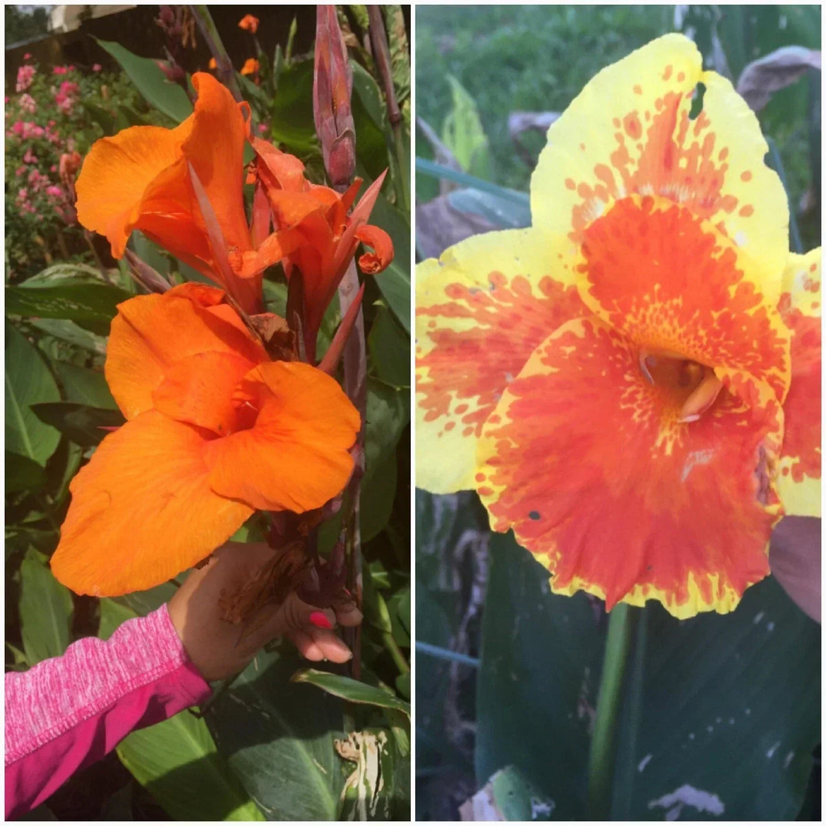 Canna Lily Bulbs Mixed - 4 Pack, 2 of Each Color - Tropical Garden Plants