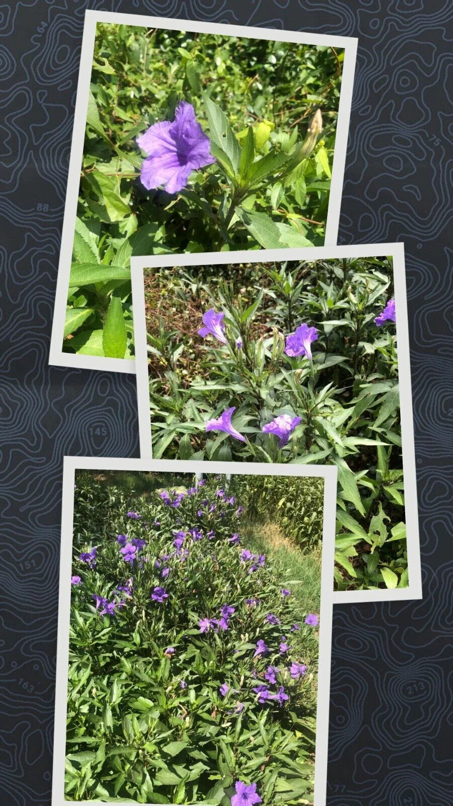 Live Bare Rooted Mexican Petunia Plants - 10 Pack (Ruellia Simplex) - Vibrant Purple Flowers, Hardy Perennial Garden Plants
