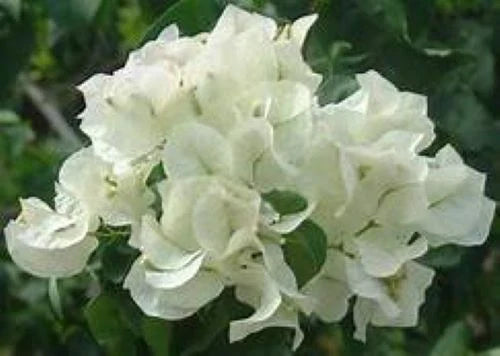 Bougainvillea Starter Plant - Keywest White - Bare Root - Well Rooted - Tropical Flowering Plant