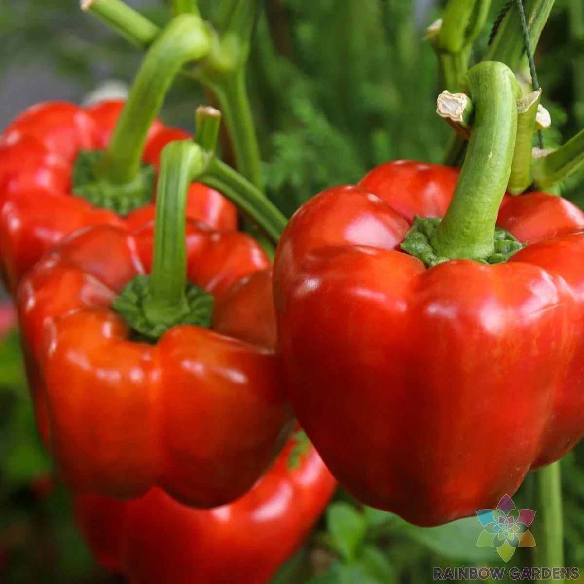California Wonder Red Sweet Pepper Seeds - 25+ Non-GMO Capsicum annuum