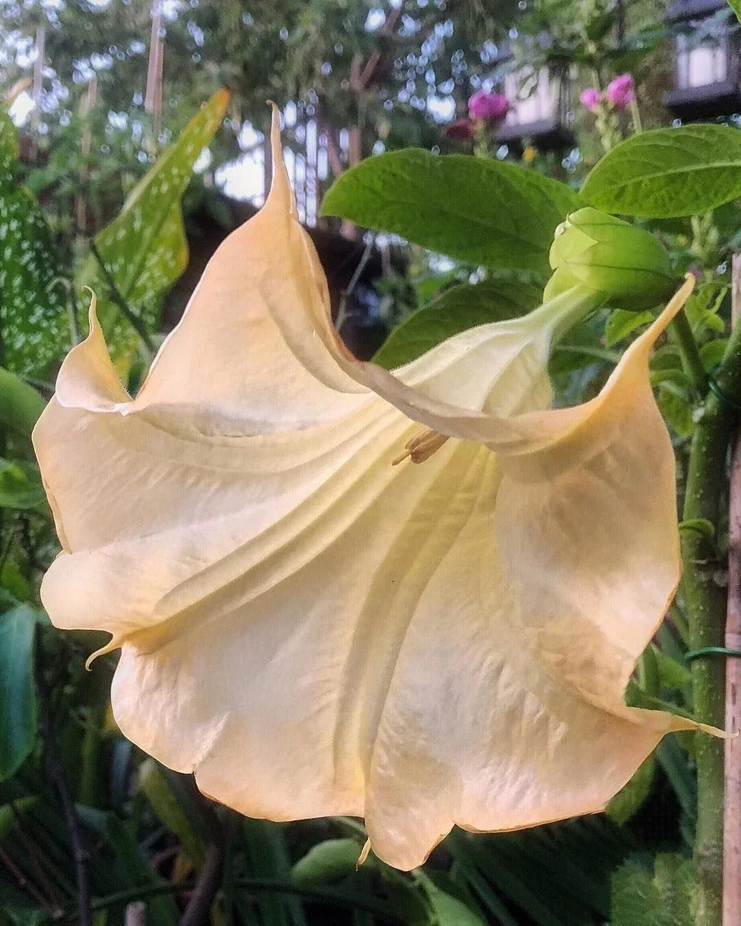 Olympic Flame Angel Trumpet Seeds - 10 Pack - Brugmansia Datura Flower Seeds for Exotic Garden Blooms