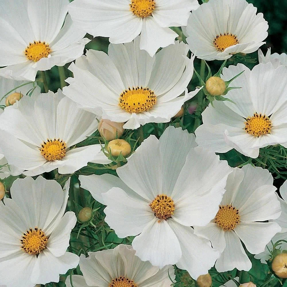 Cosmos Seeds 100 Pack White Flowers for Butterflies, Cosmos bipinnatus, Garden, Container, Cutting