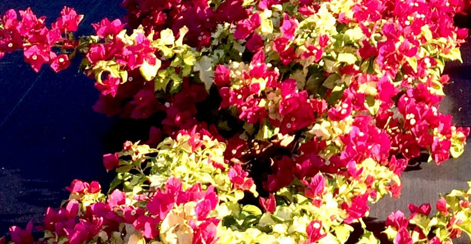 Bougainvillea Starter Plant - Sunstone Red Variety - Very Rare Well Rooted Plant - Bougainvillea spp.
