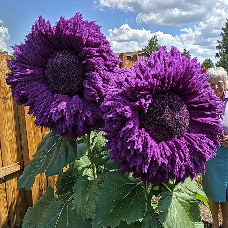 Giant Teddy Bear Sunflower Seeds - 50pcs Purple Enchanting Variety for Magical Garden Borders - Helianthus annuus