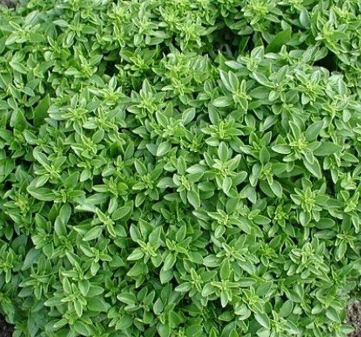 Dwarf Greek Basil Seeds, 300+ Non-GMO Herb Seeds, Compact Ocimum basilicum for Indoor & Outdoor Gardening