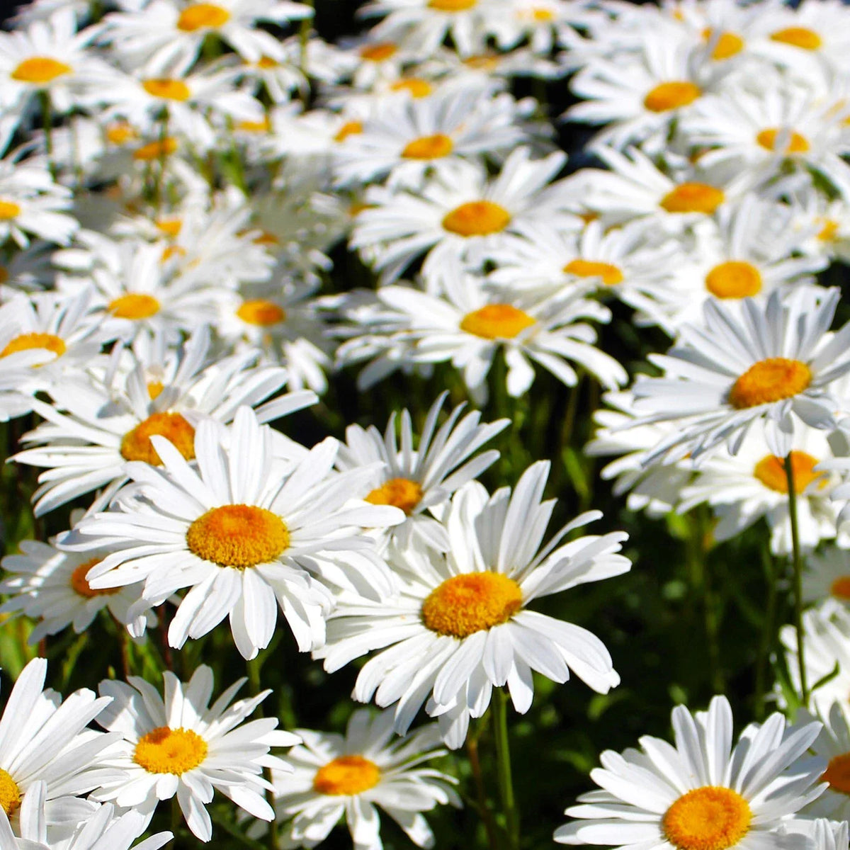 Shasta Daisy Seeds | Wildflower Perennial Flower Seeds | Classic White Daisies | Leucanthemum × superbum