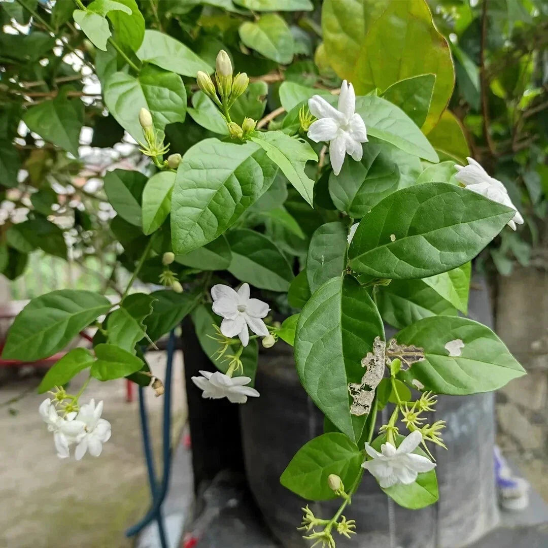 Arabian Jasmine Live Plant 15" Starter in 2.25" Pot Jasminum sambac Fragrant Indoor Outdoor Houseplant