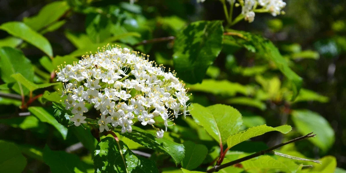 Black Haw Viburnum Shrub - Viburnum prunifolium - Native Ornamental Plant for Gardens and Landscapes