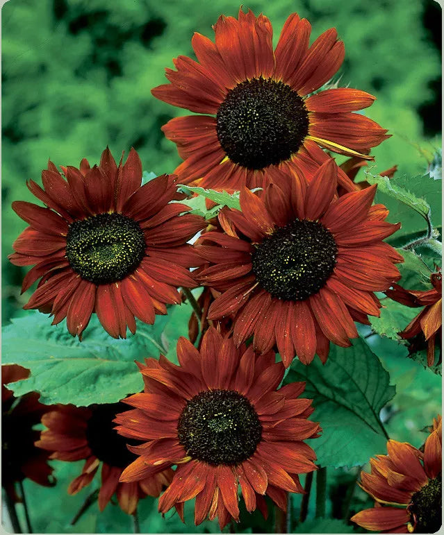 Velvet Queen Sunflower Seeds, Red Orange with Black Center, Helianthus annuus, Non-GMO, Heirloom Garden Planting Seeds