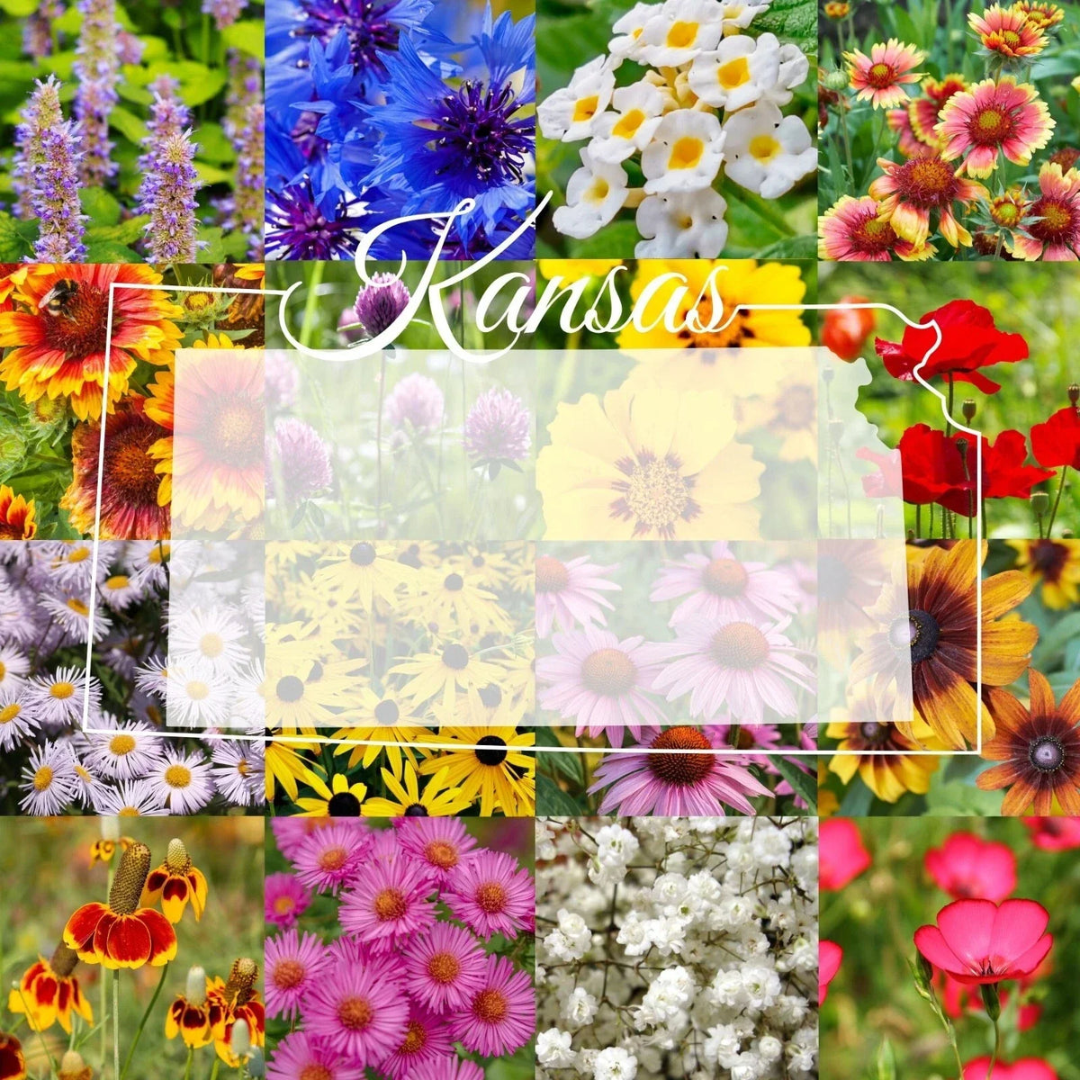 Bulk Wildflower Seed Mix 1/2LB Eastern Kansas Native Flowers for Pollinators & Garden Ecosystems