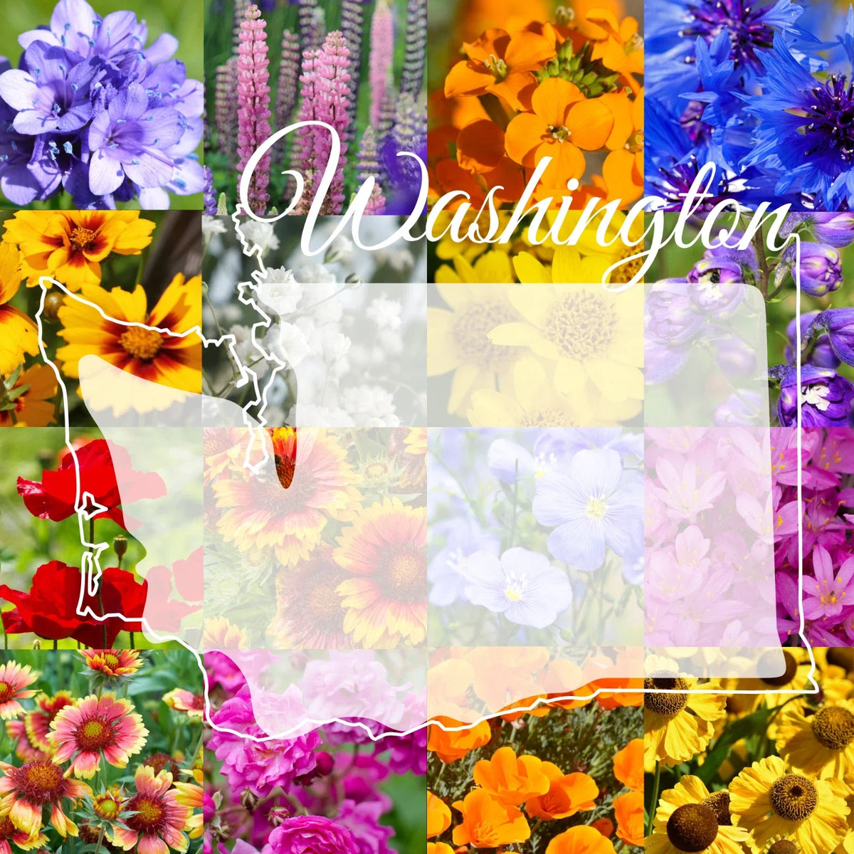 Bulk Wildflower Seed Mix 1lb Washington Western Native Species for Gardens & Pollinators