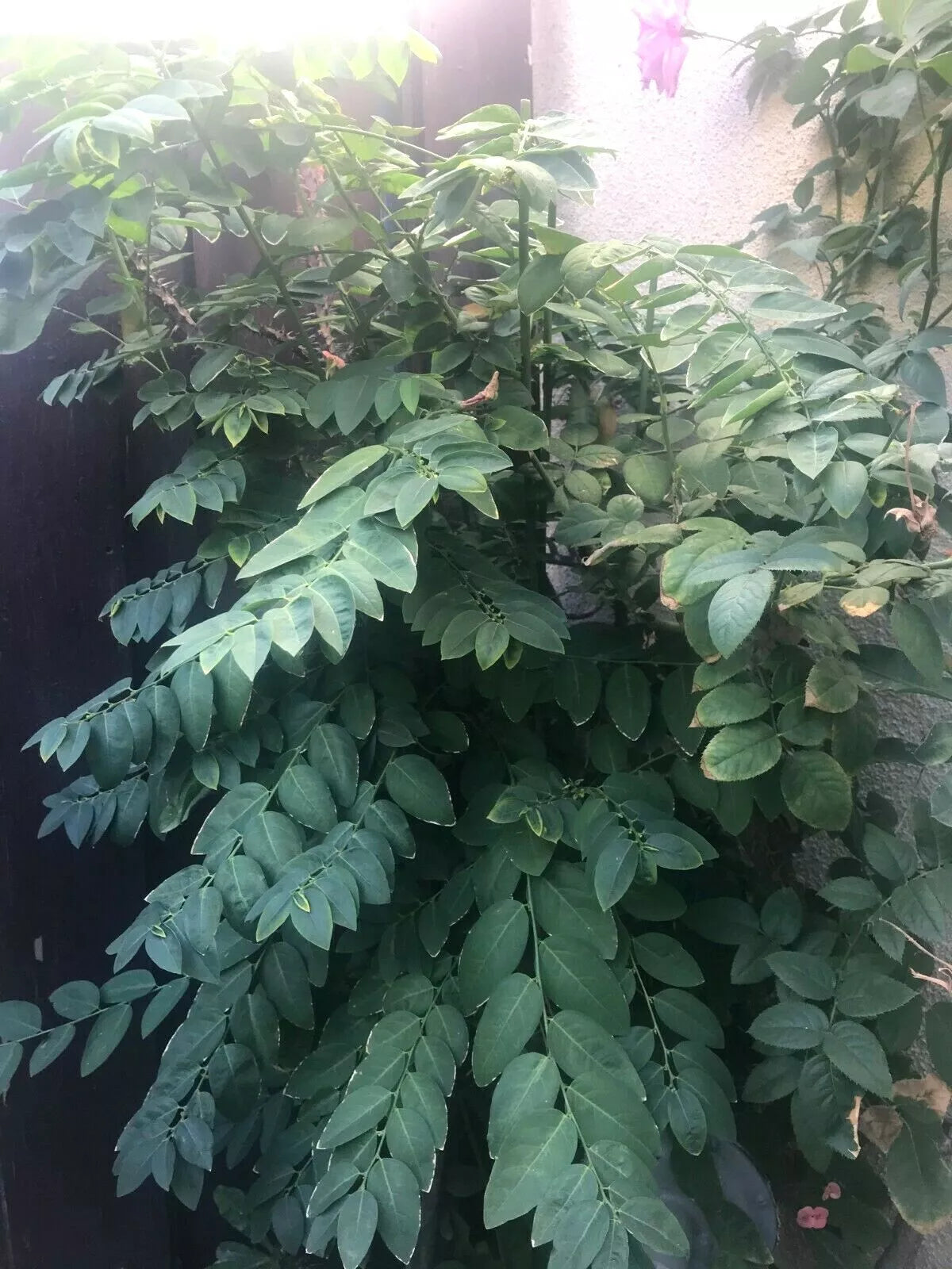 Katuk Cuttings 8” Organic Sauropus Androgynus Star Gooseberry Vegetable - 5 Pack