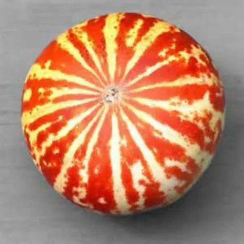 Tigger Melon Seeds - 10 Rare Cucumis melo var. tigrinus Seeds for Home Gardening